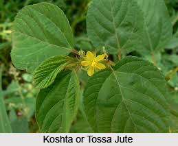 Koshta, Tossa Jute, Indian Medicinal Plants