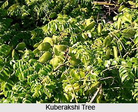 Kuberakshi, Indian Medicinal Plants