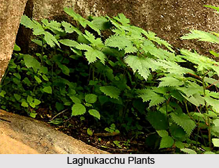 Laghukacchu, Indian Medicinal Plant
