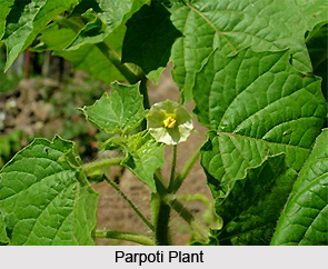 Parpoti, Indian Medicinal Plant