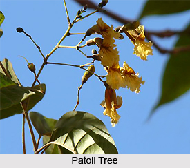 Patoli, Indian Medicinal Plant