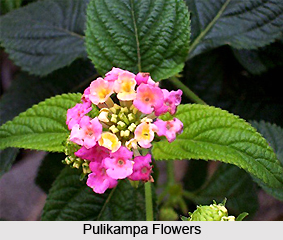 Pulikampa, Indian Medicinal Plant
