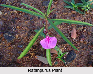 Ratanpurus, Indian Medicinal Plant