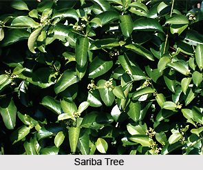 Sariba, Indian Medicinal Plant
