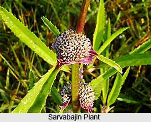 Sarvabajin, Indian Medicinal Plant