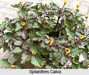 Spilanthes Calva, Indian Medicinal Plant