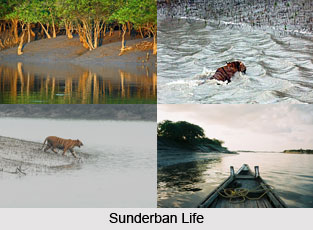 Sunderbans, West Bengal