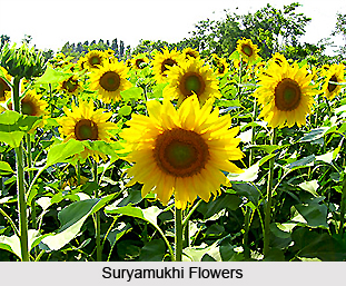 Suryamukhi, Indian Medicinal Plant