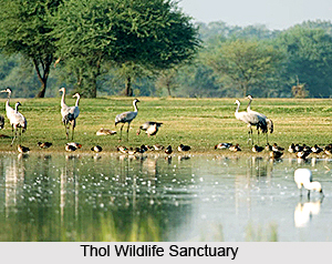 Thol Wildlife Sanctuary