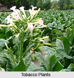 Tobacco Plant, Indian Medicinal Plant