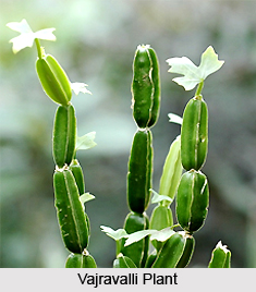 Vajravalli, Indian Medicinal Plant