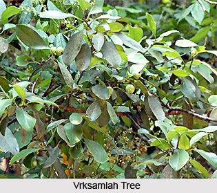 Vrksamlah, Indian Medicinal Plant