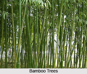 Bamboo , Indian Plant
