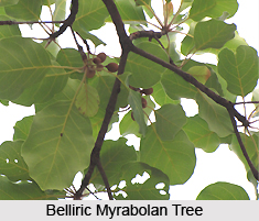 Belliric Myrabolan , Indian Plant