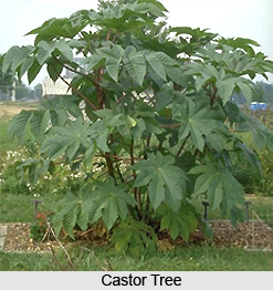 Castor Seeds, Indian Plant