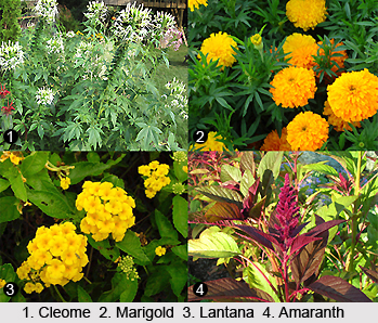 Indian Annual Plants