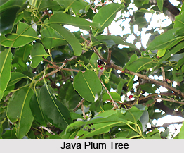 Java Plum , Indian Plant