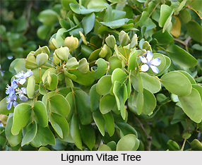 Lignum Vitae , Indian Plants
