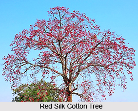 Red Silk Cotton , Indian Plant