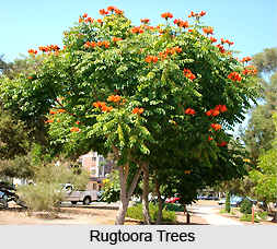 Rugtoora, Indian Medicinal Plant