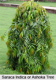Saraca Indica , Indian Plant