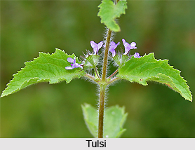 Tulsi, Indian Herb