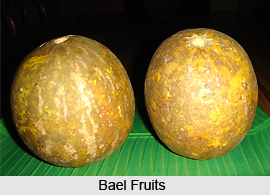 Bael Fruit , Indian Plant