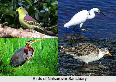 Nalsarovar Bird Sanctuary