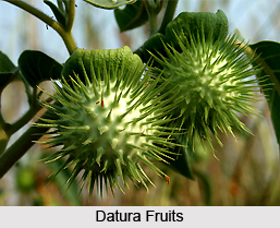 Datura, Indian Herb