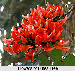 Butea, Indian Plant
