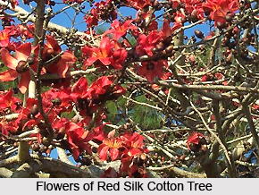 Red Silk Cotton , Indian Plant