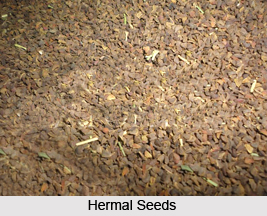 Hermal, Indian Herb