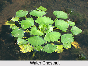 Water Plants , Indian Plant