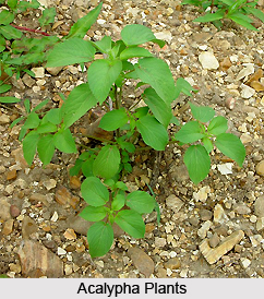 Acalypha, Indian Herb
