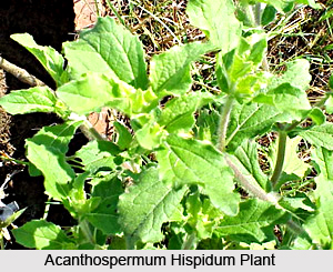 Acanthospermum hispidum, Indian Medicinal Plant