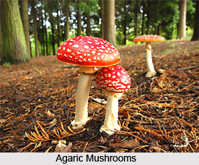 Agaric Mushroom