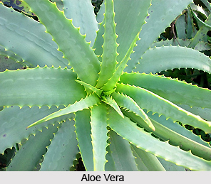 Aloe, Indian Herb