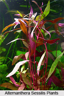 Alternanthera Sessilis, Indian Medicinal Plants