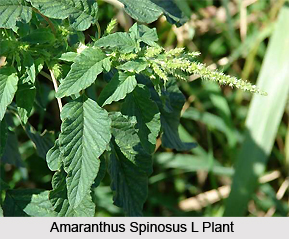 Amaranthus spinosus L, Indian Medicinal Plants