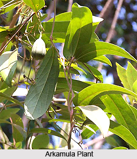 Arkamula, Indian Medicinal Plant
