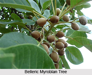 Belleric Myroblan, Indian Plant