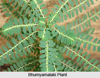 Bhumyamalaki, Indian Medicinal Plant