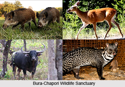 Bura-Chapori Wildlife Sanctuary, Sonitpur District, Assam