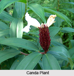 Canda, Indian Medicinal Plant