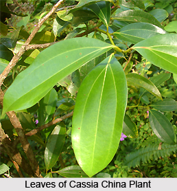 Cassia China , Indian Plant