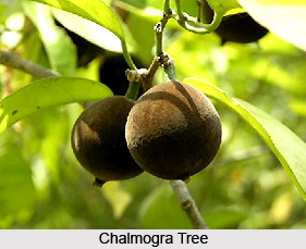 Chalmogra, Indian Herb