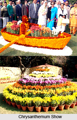 Chrysanthemum Show, Chandigarh