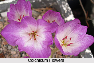 Colchicum, Indian Herb