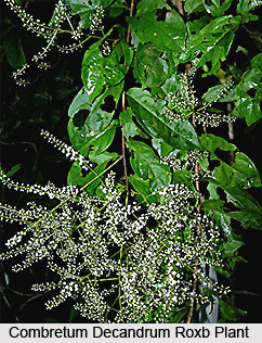 Combretum decandrum Roxb, Indian Medicinal Plant