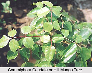 Commiphora caudata, Indian Medicinal Plant